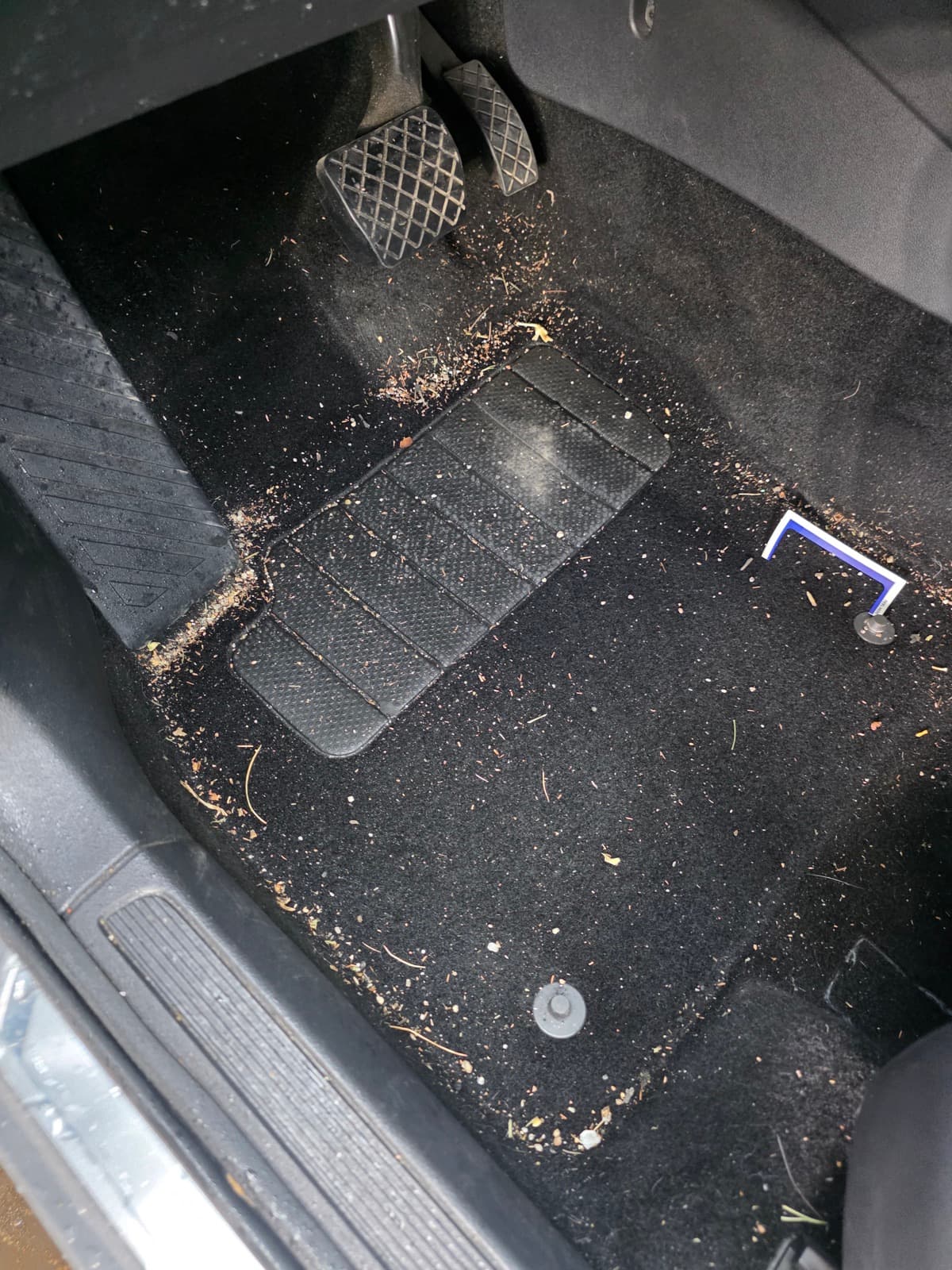 Carpet Shampoo — before